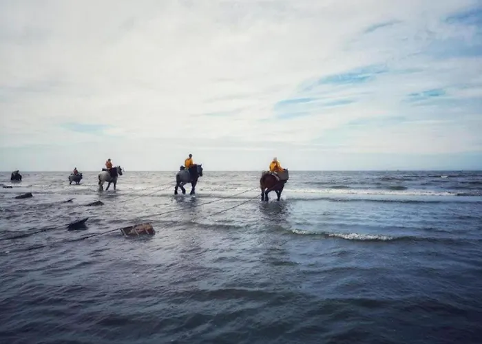 In Koksijde Near Sandy Beaches Apartment *